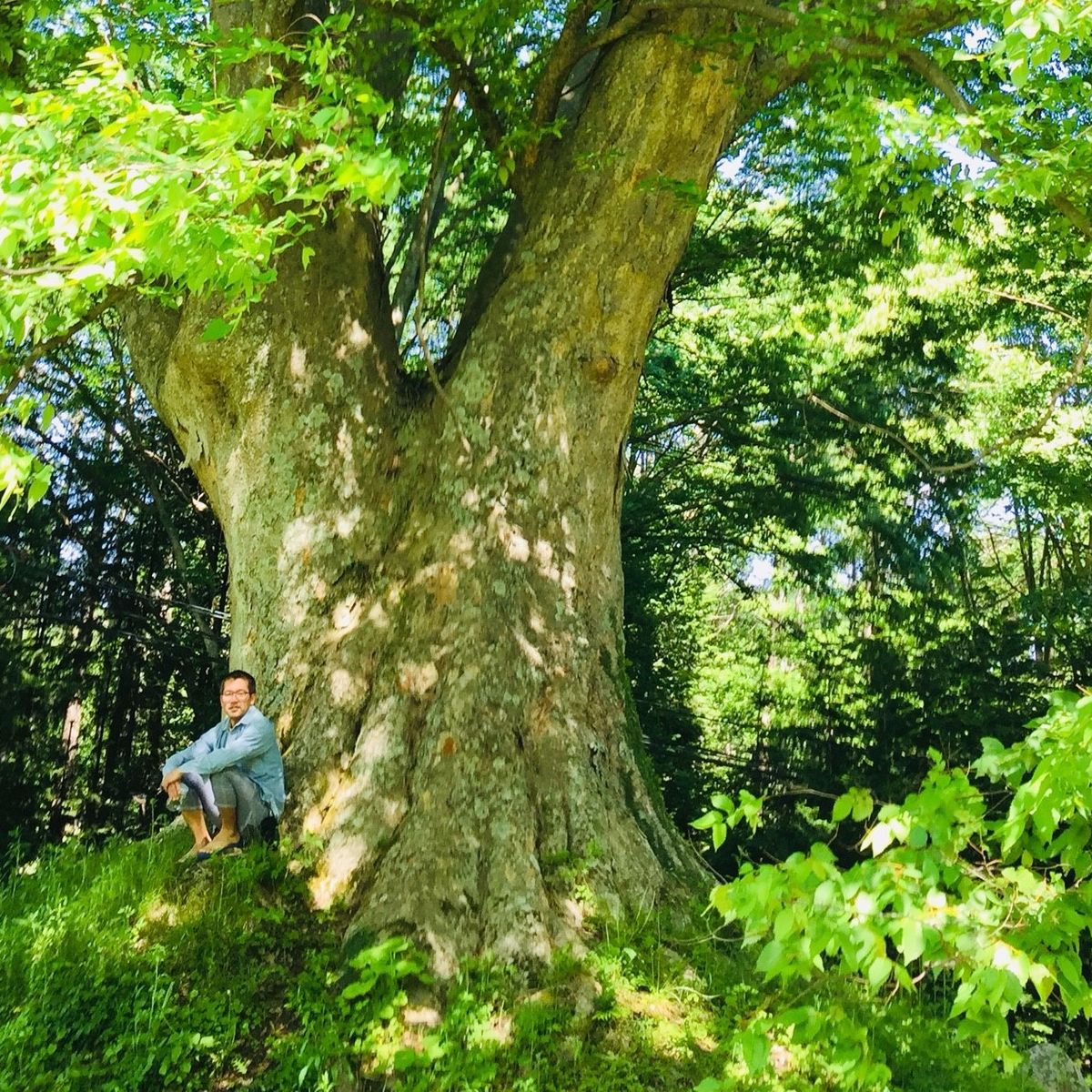 巨木と私